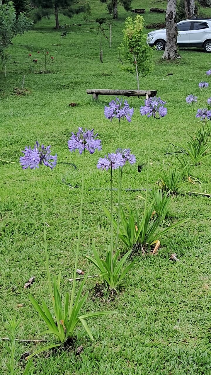 flores roxa no local